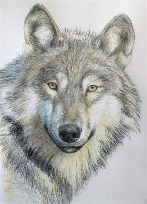 How to Draw a Wolf in Pencil — Online Art Lessons