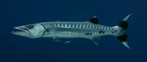 Are Barracudas Dangerous and Do They Attack Humans?