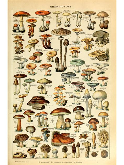 Mushrooms Chart by Millot Poster - Etsy UK