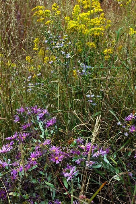 Gardening with Native Plants: The Latest Asters | UW Arboretum