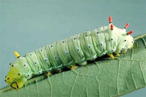 Caterpillar Identification Guide: Find Your Caterpillar With Photos and ...