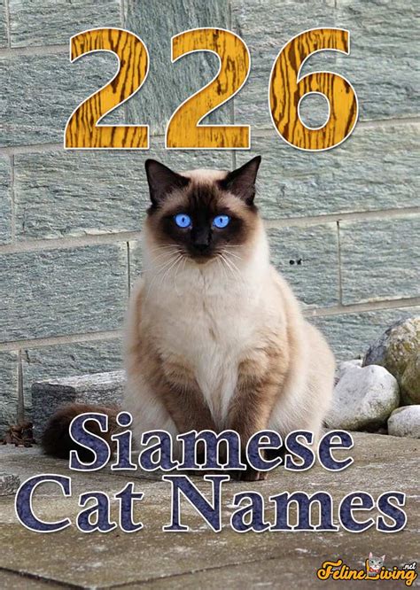 Siamese Cat Names: Best 226 Names For Your Furbulous Pet!