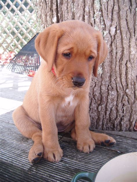 Brooke our red fox labrador loves to play with water...and especially ...