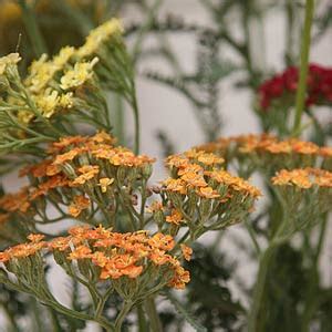 Achillea Varieties - Nurseries Online USA