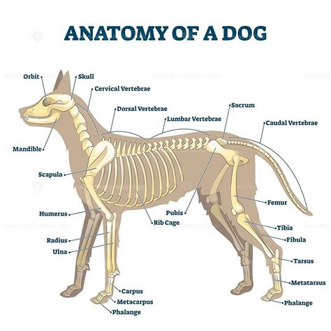 the anatomy of a dog's body and its major skeletal systems are shown in ...