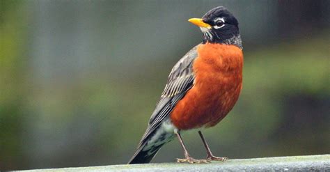 Male vs Female Robin: What Are 3 Main Differences? - AZ Animals