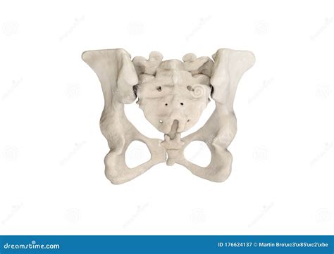 Pelvic Girdle Posterior View