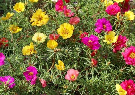 How to Propagate, Grow Portulaca and Its Care - Global Gardening Secrets