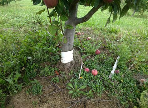 Fruit Tree Care: Removing Tree Suckers & Watersprouts - Stark Bro's