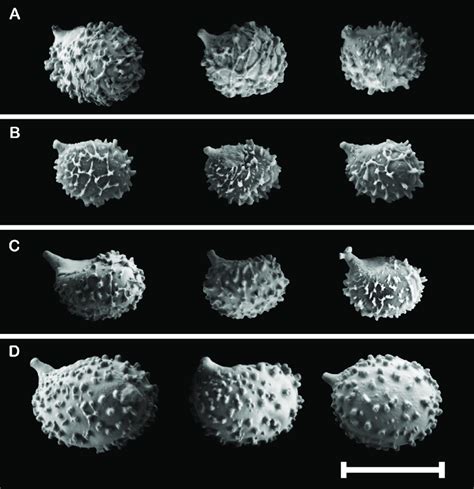 Scanning electron microscope photographs of basidiospores from species ...