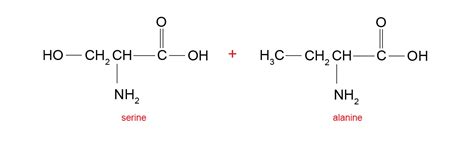 Structure Of Dipeptide