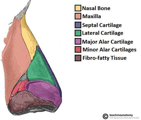 The Nasal Skeleton - Bones - Cartilage - Fractures - TeachMeAnatomy