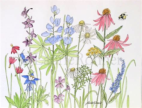 Watercolor Wildflowers at GetDrawings | Free download