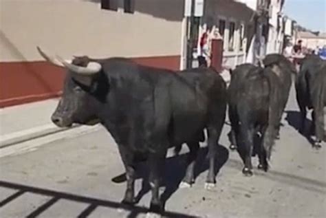 Bull Run Carnage As Escaped Steers Shot Dead - Madrid Metropolitan