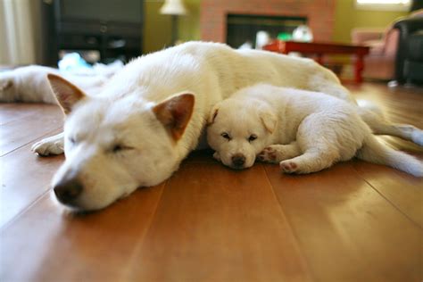 Korean Jindo Info, Temperament, Care, Training, Puppies, Pictures