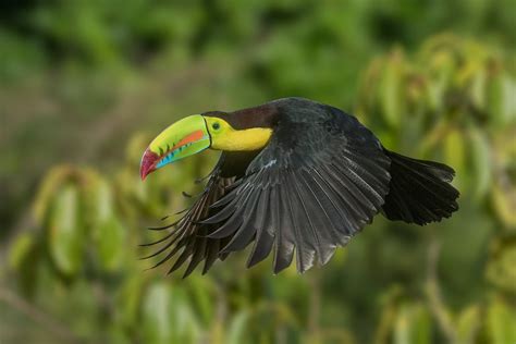 Toucan in flight - Jim Zuckerman photography & photo tours