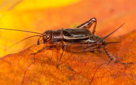 Tinkling Ground Cricket | Songs of Insects