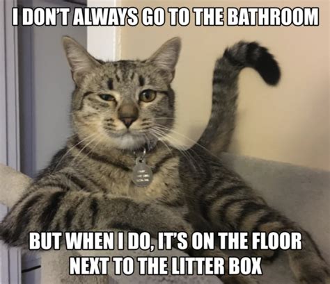 Hilarious Cat Litter Memes | Skoon Cat Litter