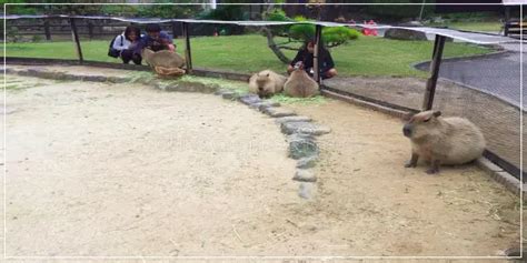 How Big Should a Capybara Enclosure Be? - [Sizes & Design] - Capybara Tips