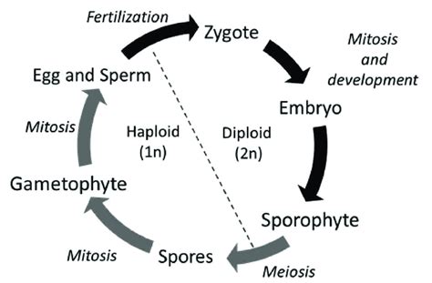 Haploid Generation Of Plants