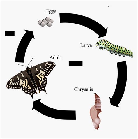 Zebra Longwing Butterfly Life Cycle