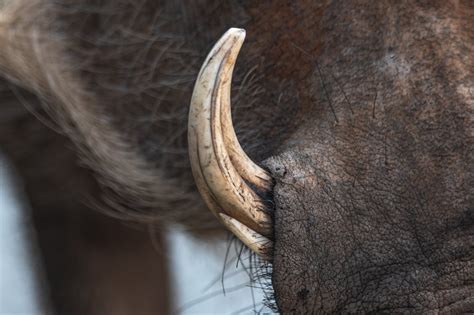 Close-up of a Boar's Tusk · Free Stock Photo