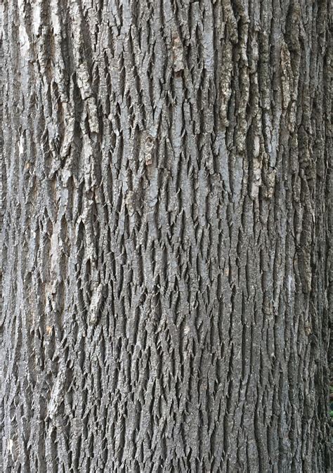 Identifying Trees by Their Bark | Master Gardeners of Northern Virginia