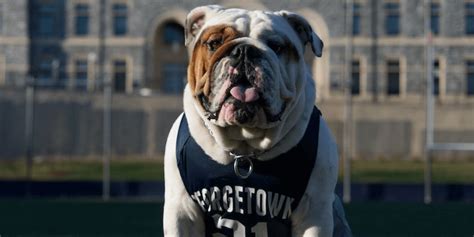 Georgetown Mascot Jack the Bulldog Dies at Age 4 | PETA