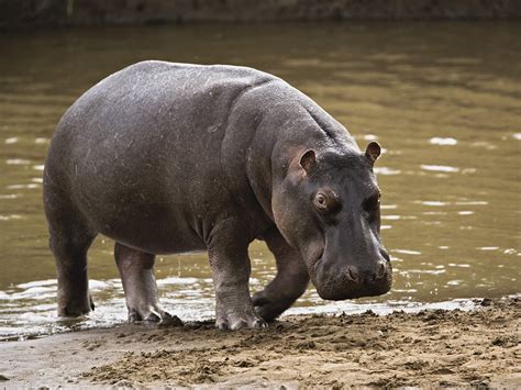 Hippopotamus Latest Profile And Pictures | All Wildlife Photographs