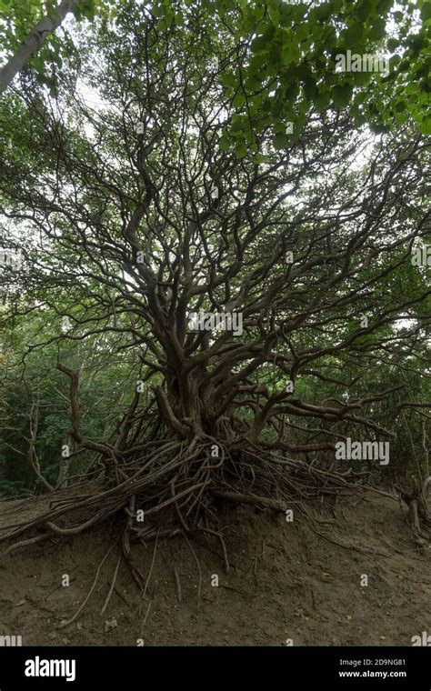 Thorn forest hi-res stock photography and images - Alamy