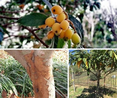 How to Grow a Loquat Tree: Planting, Growing and Harvesting