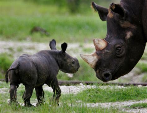 The Biggest Animals Kingdom Discovery: | Black Rhinoceros