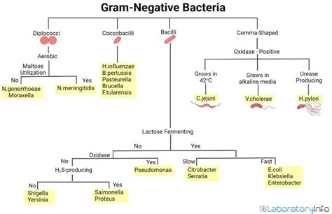 Gram Negative Bacteria Classification