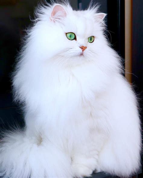 White Fluffy Cat With Blue Eyes