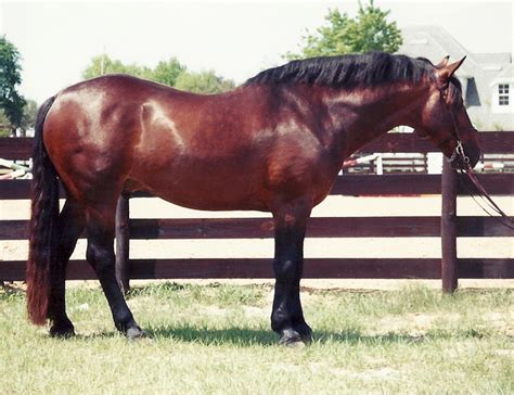 Breed Spotlight: The Rare & Versatile Cleveland Bay | HORSE NATION