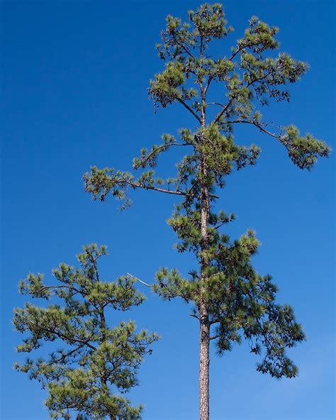 Loblolly Pine Trees for Sale at Arbor Day's Online Tree Nursery - Arbor ...