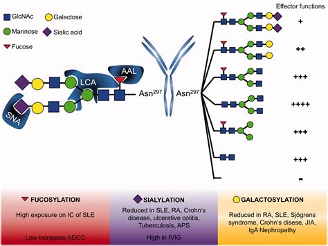 Sweet but dangerous – the role of immunoglobulin G glycosylation in ...