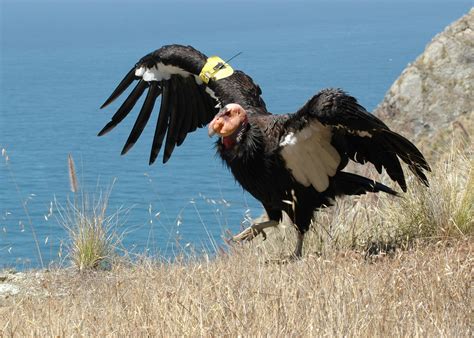 THE ESSENTIAL VULTURE Part 3: Methods of Saving Them - Buffalo Bill ...