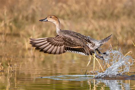 Waterfowl - Mike Lentz Nature Photography