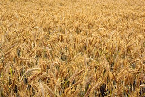 Triticale - The Canadian Encyclopedia