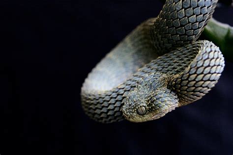 12 Uniquely Weird Snakes - Reptile World Facts Common Bush Viper ...