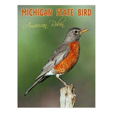 Michigan State Bird - American Robin Postcard | Zazzle.com