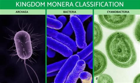 Kingdom Monera Examples, Characteristics, Definition, and Diagram