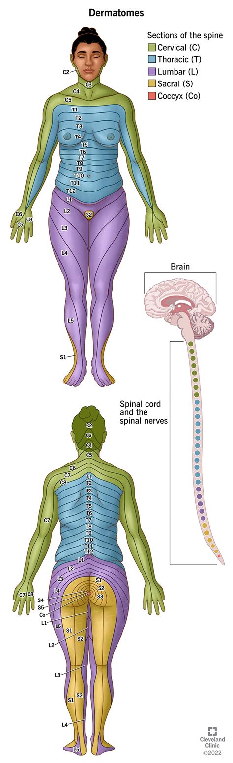 Dermatomes: What They Are & Locations