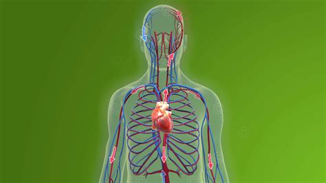 Animation of blood circulation and physiology of the heart ...