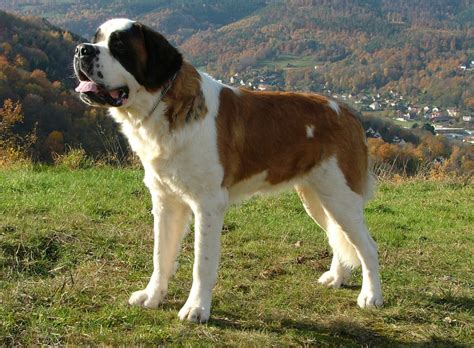 Saint Bernard Breed Guide - Learn about the Saint Bernard.