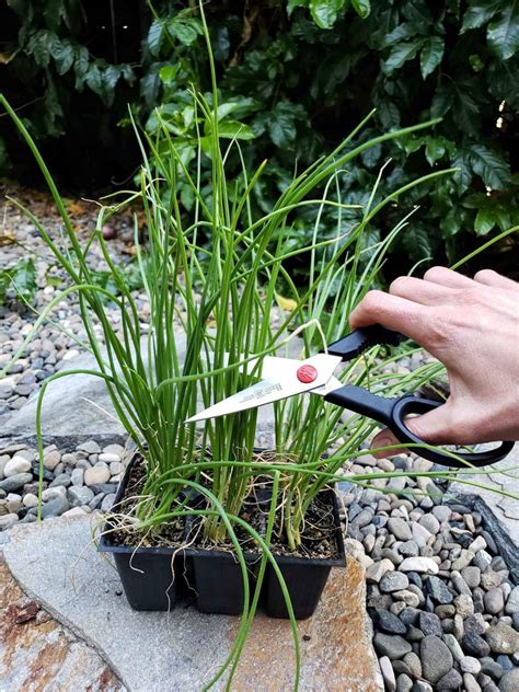 How to Grow Onions: from Seed or Sets to Harvest ~ Homestead and Chill