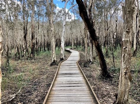 Nature fights back to mask fire effects at Woodgate – Bundaberg Now