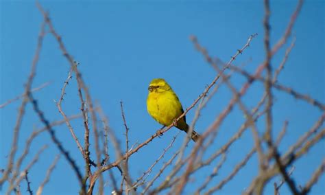 Yellow Canary Care Sheet | Birds Coo