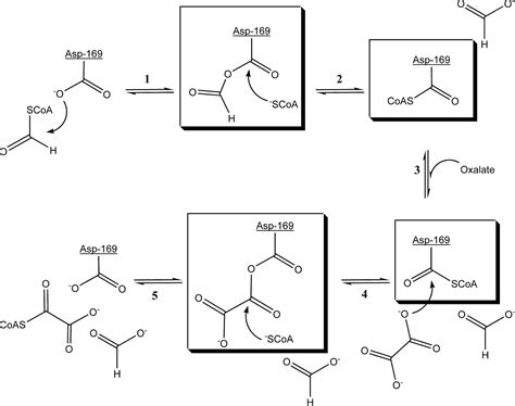 Reinvestigation of the Catalytic Mechanism of Formyl-CoA Transferase, a ...